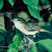 Bell's Vireo